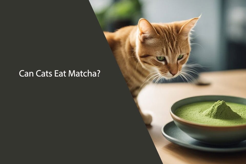 Can Cats Eat Matcha