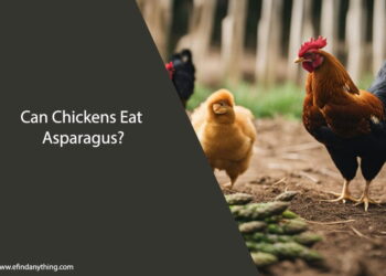 Can Chickens Eat Asparagus