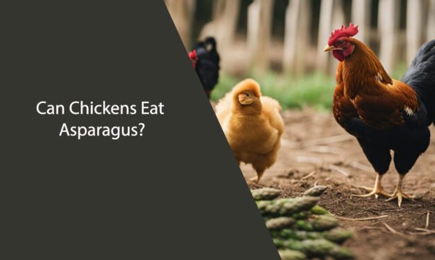 Can Chickens Eat Asparagus?