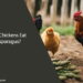 Can Chickens Eat Asparagus