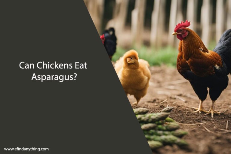 Can Chickens Eat Asparagus
