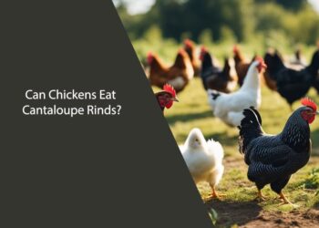 Can Chickens Eat Cantaloupe Rinds