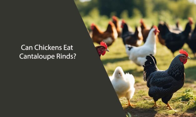 Can Chickens Eat Cantaloupe Rinds?