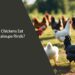 Can Chickens Eat Cantaloupe Rinds
