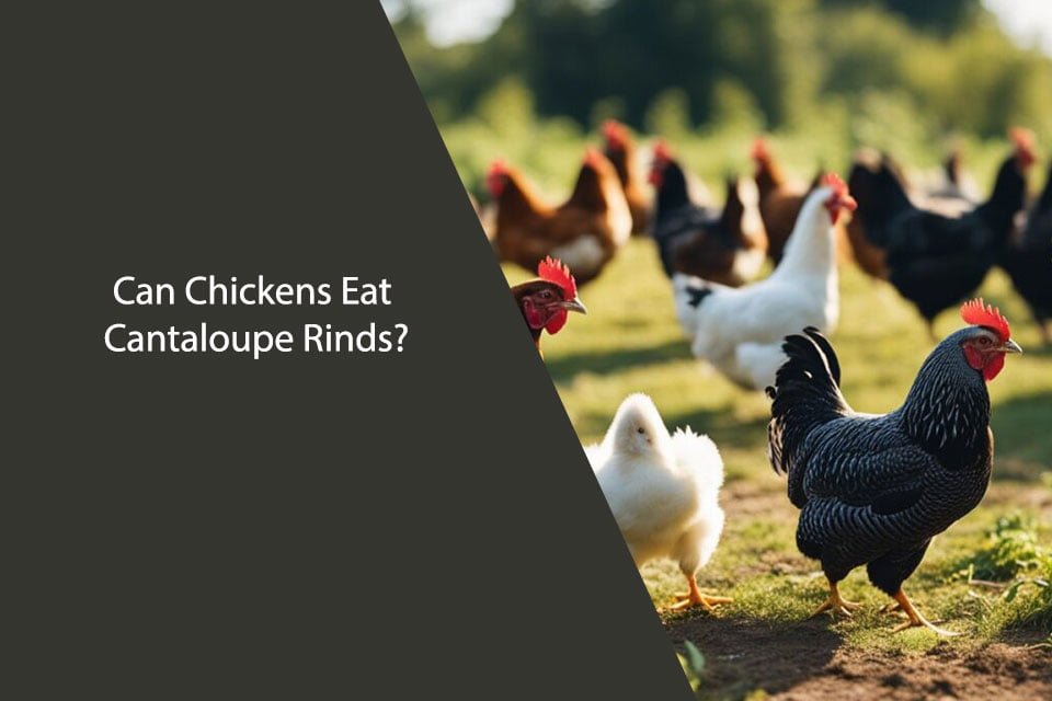 Can Chickens Eat Cantaloupe Rinds