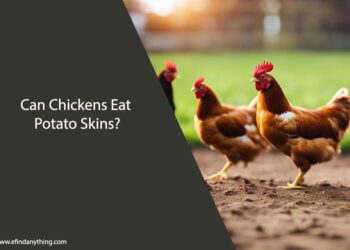 Can Chickens Eat Potato Skins