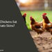 Can Chickens Eat Potato Skins