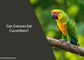 Can Conures Eat Cucumbers