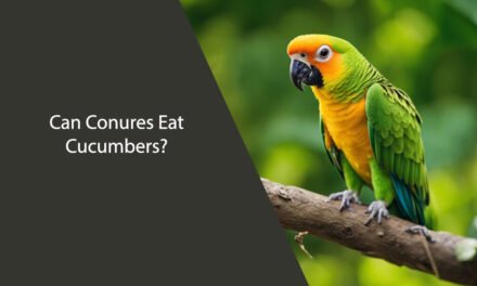 Can Conures Eat Cucumbers?
