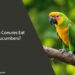 Can Conures Eat Cucumbers