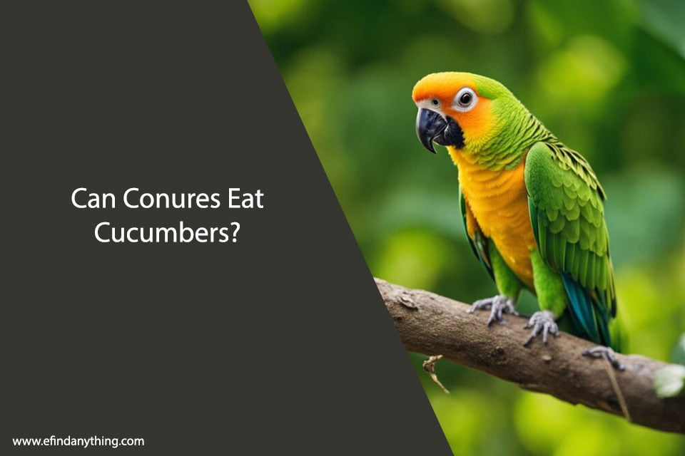 Can Conures Eat Cucumbers