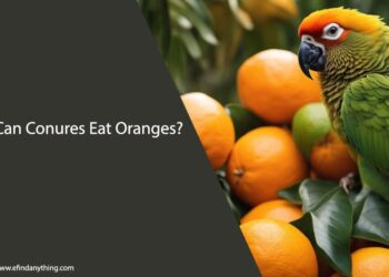 Can Conures Eat Oranges