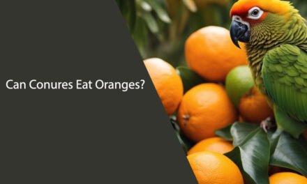 Can Conures Eat Oranges?