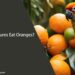 Can Conures Eat Oranges