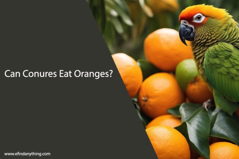 Can Conures Eat Oranges