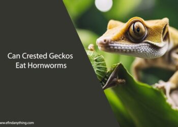 Can Crested Geckos Eat Hornworms