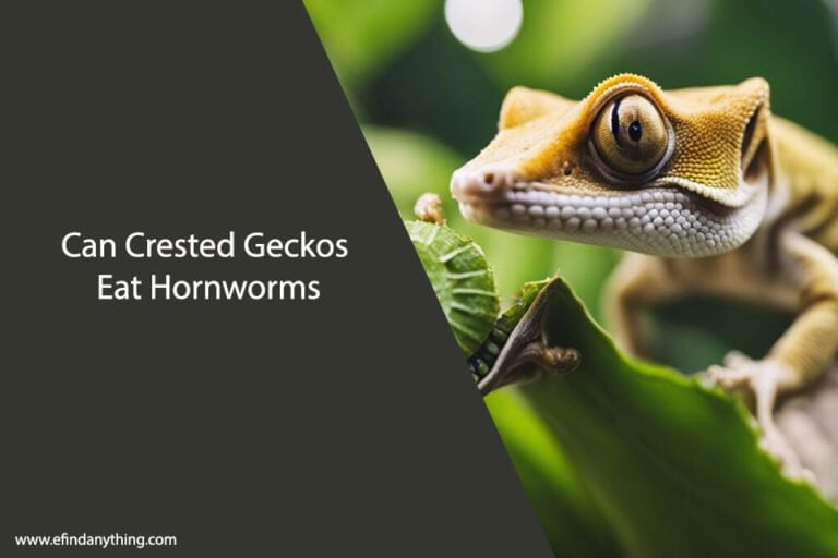 Can Crested Geckos Eat Hornworms