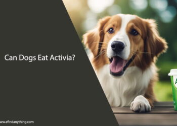 Can Dogs Eat Activia