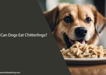 Can Dogs Eat Chitterlings