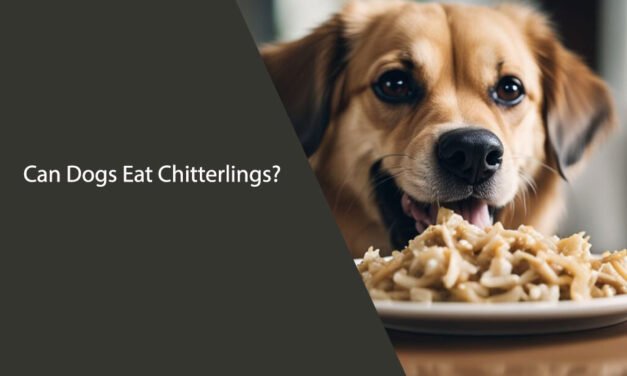 Can Dogs Eat Chitterlings?