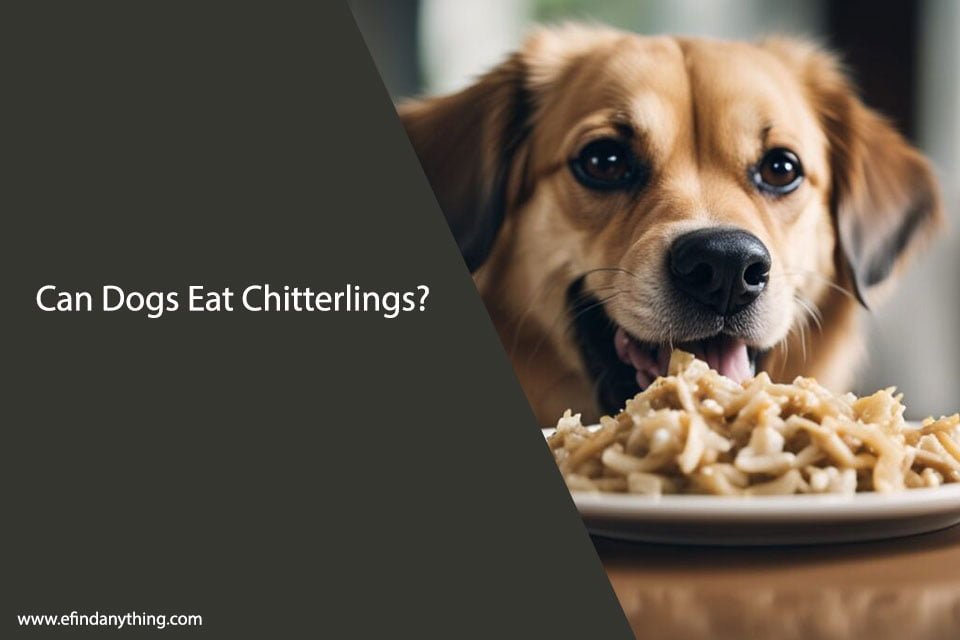 Can Dogs Eat Chitterlings