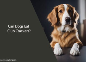 Can Dogs Eat Club Crackers