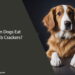 Can Dogs Eat Club Crackers