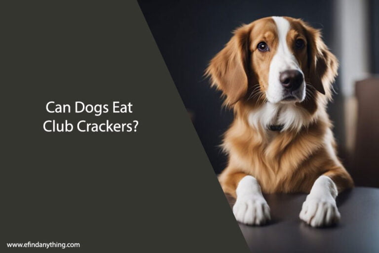 Can Dogs Eat Club Crackers