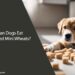 Can Dogs Eat Frosted Mini Wheats