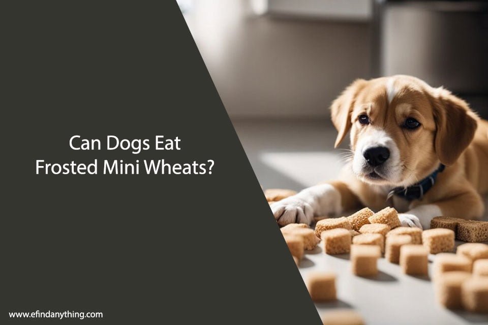 Can Dogs Eat Frosted Mini Wheats