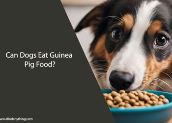 Can Dogs Eat Guinea Pig Food