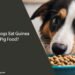 Can Dogs Eat Guinea Pig Food