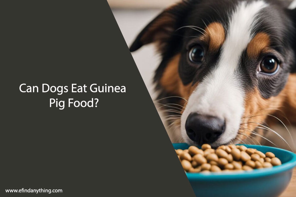 Can Dogs Eat Guinea Pig Food