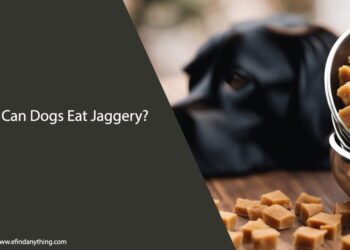 Can Dogs Eat Jaggery