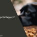 Can Dogs Eat Jaggery