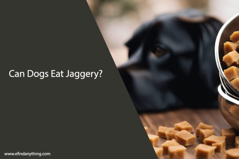 Can Dogs Eat Jaggery