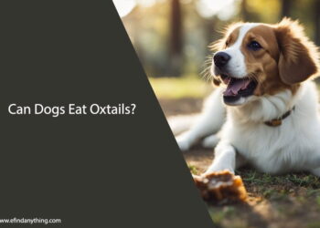 Can Dogs Eat Oxtails