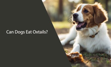 Can Dogs Eat Oxtails?