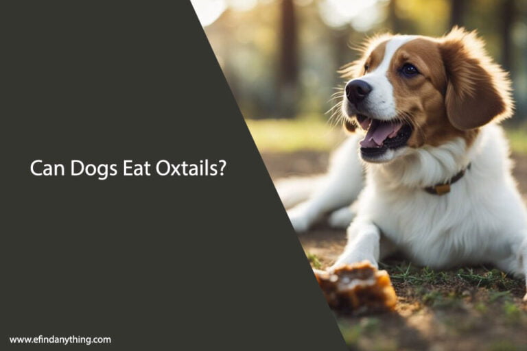 Can Dogs Eat Oxtails