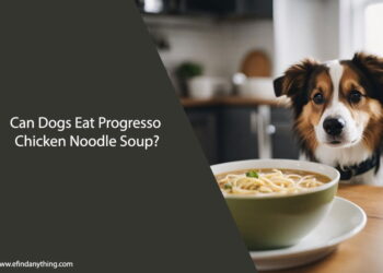 Can Dogs Eat Progresso Chicken Noodle Soup