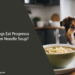 Can Dogs Eat Progresso Chicken Noodle Soup