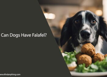 Can Dogs Have Falafel