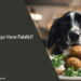 Can Dogs Have Falafel