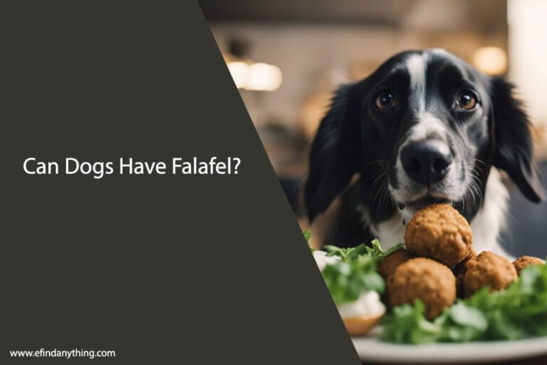 Can Dogs Have Falafel