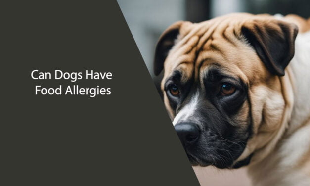 Can Dogs Have Food Allergies?