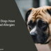 Can Dogs Have Food Allergies