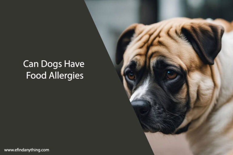 Can Dogs Have Food Allergies