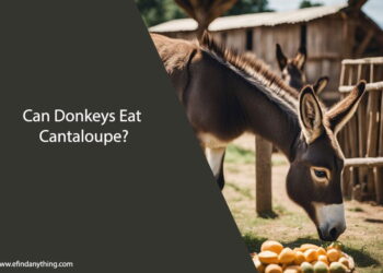 Can Donkeys Eat Cantaloupe