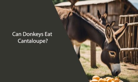 Can Donkeys Eat Cantaloupe?