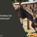 Can Donkeys Eat Cantaloupe